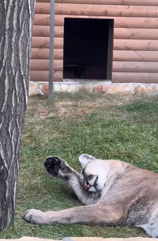 Пумба Синди из Ленинградского зоопарка посвятила день бьюти-процедурам