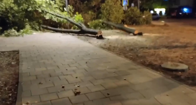 Северо-запад Москвы переживает налет «рубщиков деревьев»