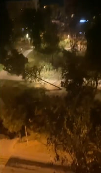 Северо-запад Москвы переживает налет «рубщиков деревьев»