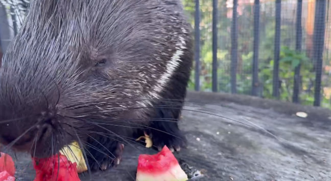 В Ленинградском зоопарке порадовали дикобраза Галю сочным арбузом