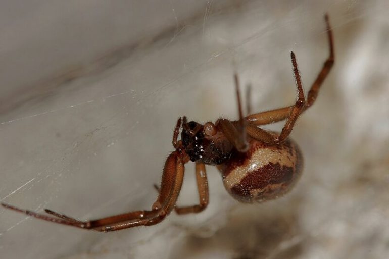 Приметы про пауков в доме