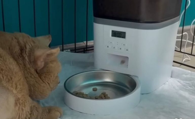 В Перми умер худеющий кот Крошик
