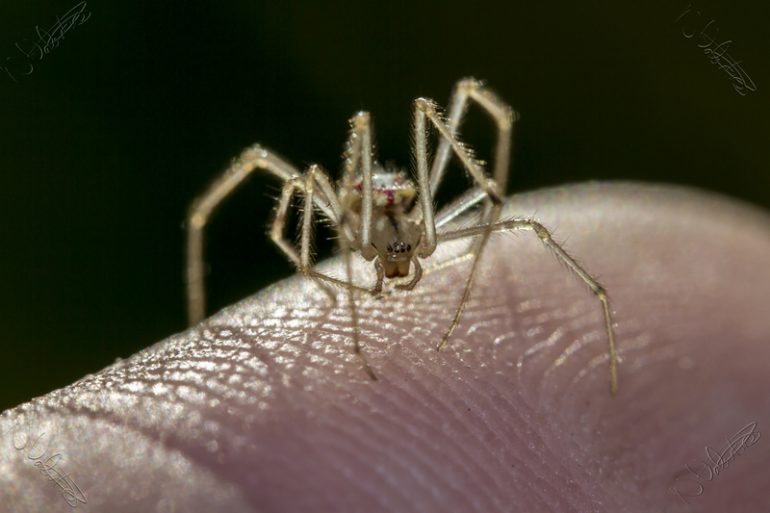 Приметы про пауков в доме