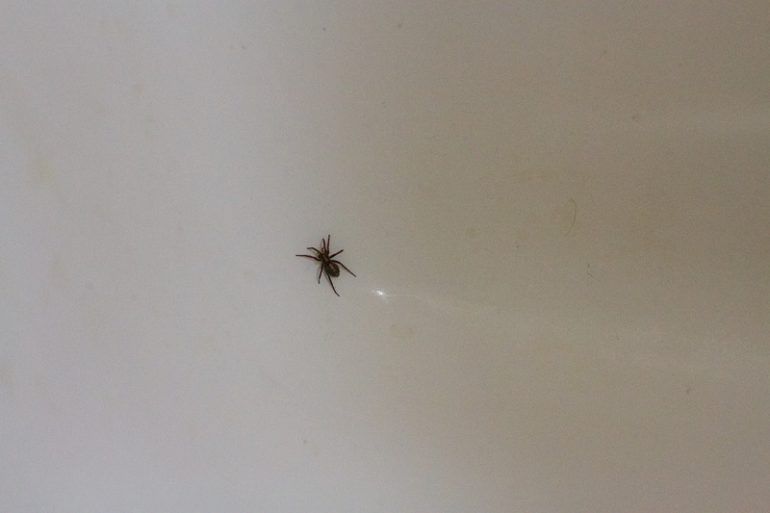 Приметы про пауков в доме